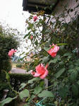 IMG_5283.JPG