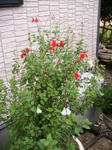 IMG_5286.JPG