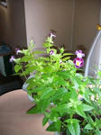 IMG_5292.JPG