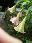 IMG_5336.JPG