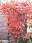 IMG_5412.JPG