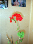 IMG_5584.JPG