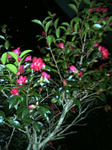 IMG_5683.JPG