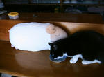 IMG_5733.JPG