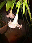 IMG_6152.JPG