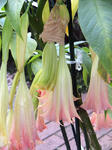 IMG_6175.JPG