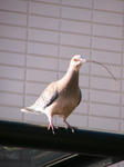 IMG_6561.JPG