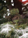 IMG_6584.JPG