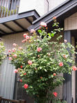 IMG_6735.JPG