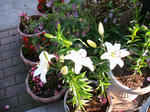 IMG_6775.JPG