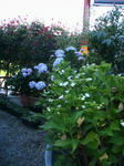 IMG_6804.JPG