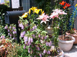 IMG_6807.JPG
