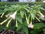 CIMG0295.JPG