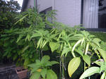 CIMG0421.JPG