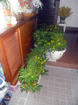 CIMG0439.JPG