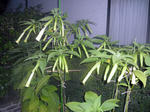 CIMG0438.JPG