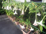 CIMG0477.JPG