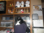 CIMG0600.JPG
