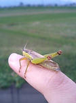 PA0_0006.JPG