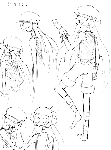 ni843.gif