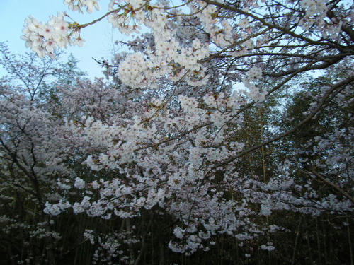 2008_04050004.JPG