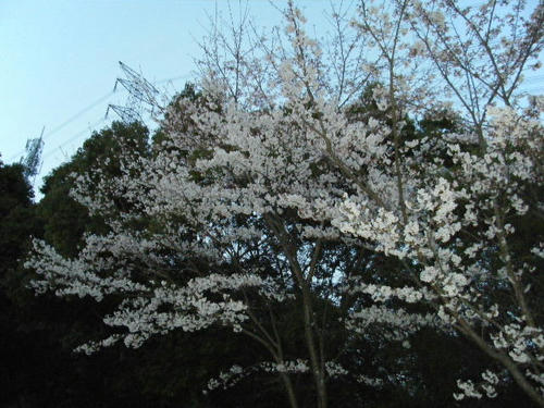 2008_04050010.JPG