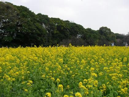 20080328浜離宮01菜の花畑幅420に縮小SANY0196