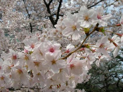 20080328浜離宮02幅420に縮小SANY0198桜アップ