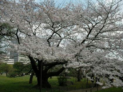20080328浜離宮03幅420に縮小SANY0200桜全景