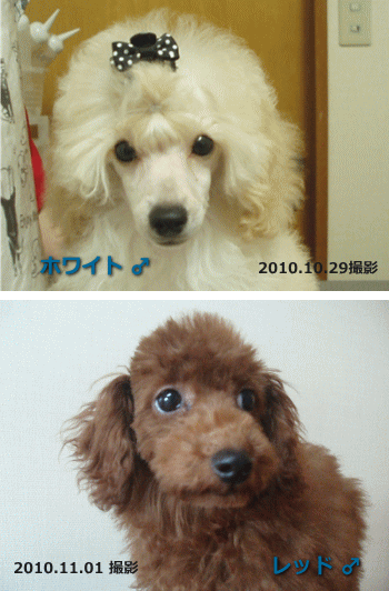 baby101104.gif