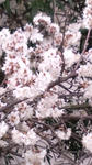 20100308165332.jpg