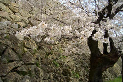 tuyamajyou1.jpg