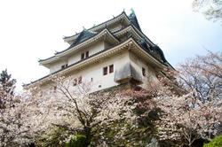 wakayamajyou1.jpg