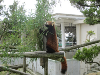 100423oshima6.jpg
