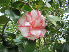 100423oshima9.jpg