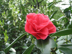 100423oshima10.jpg