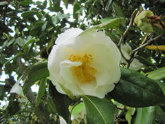 100423oshima11.jpg