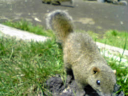 100425risu3.jpg