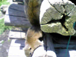 100425risu5.jpg
