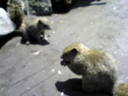 100425risu6.jpg