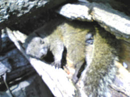 100425risu8.jpg