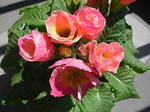 6681c889.JPG