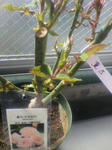 2010012912450000.jpg