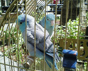 NEC_0023.JPG