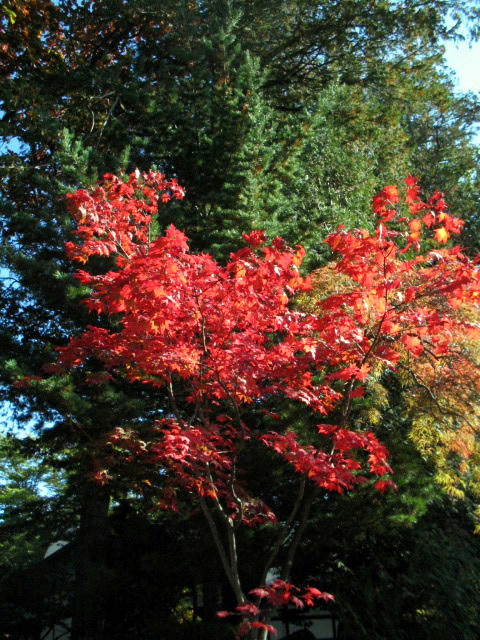 IMG_5382_edited.jpg