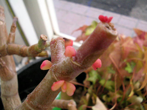 IMG_5732_edited.jpg