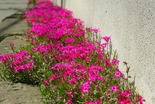 IMGP1218s.jpg