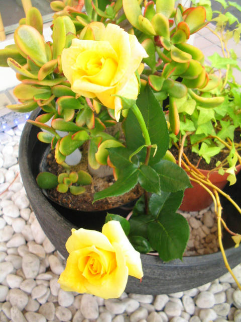IMG_6916_edited.jpg