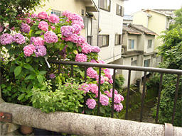P1020287.jpg