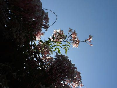 P5080138.JPG